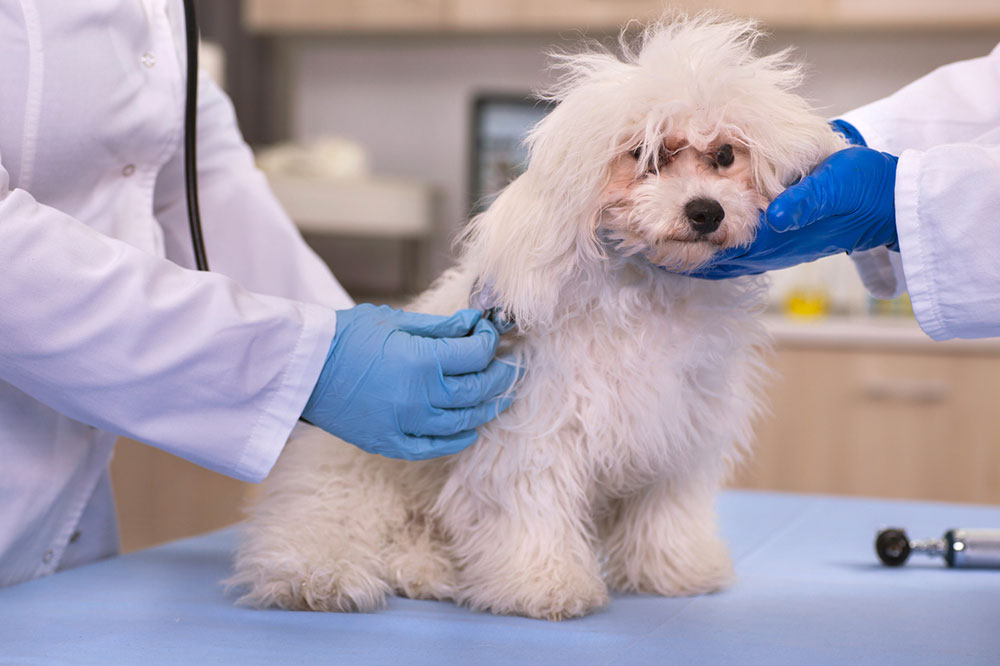 Here’s why and how to get the best insurance policy for your furry friend